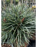 Pinus Chantry Blue посадка